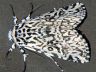 moth-image