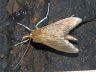 moth-image