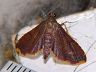 moth-image