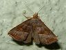 moth-image