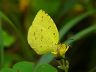butterfly-image