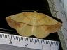 moth-image