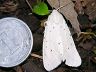 moth-image
