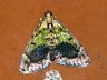moth-image