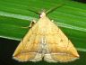 moth-image