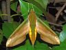 moth-image