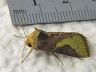 moth-image