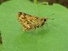 butterfly-image