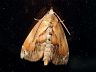 moth-image