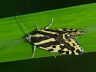 moth-image
