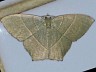 moth-image