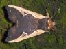 moth-image