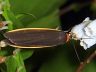 moth-image