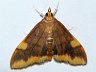 moth-image