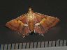 moth-image