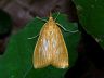 moth-image