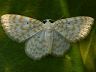 moth-image