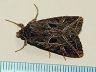 moth-image