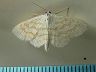 moth-image