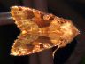 moth-image