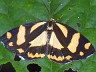 moth-image