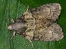 moth-image