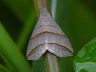 moth-image