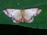 moth-image