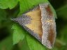 moth-image