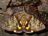 moth-image