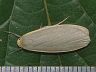 moth-image