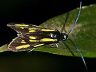 moth-image