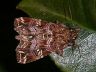 moth-image