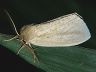 moth-image