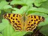 butterfly-image