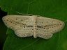 moth-image