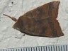 moth-image