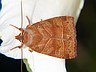 moth-image