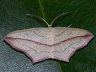 moth-image