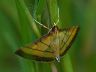 moth-image