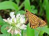 butterfly-image