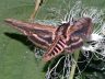 moth-image