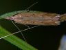 moth-image