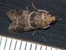 moth-image