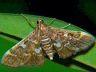 moth-image