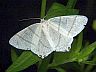moth-image