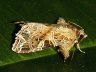 moth-image