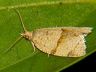 moth-image