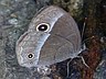 butterfly-image