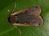 moth-image